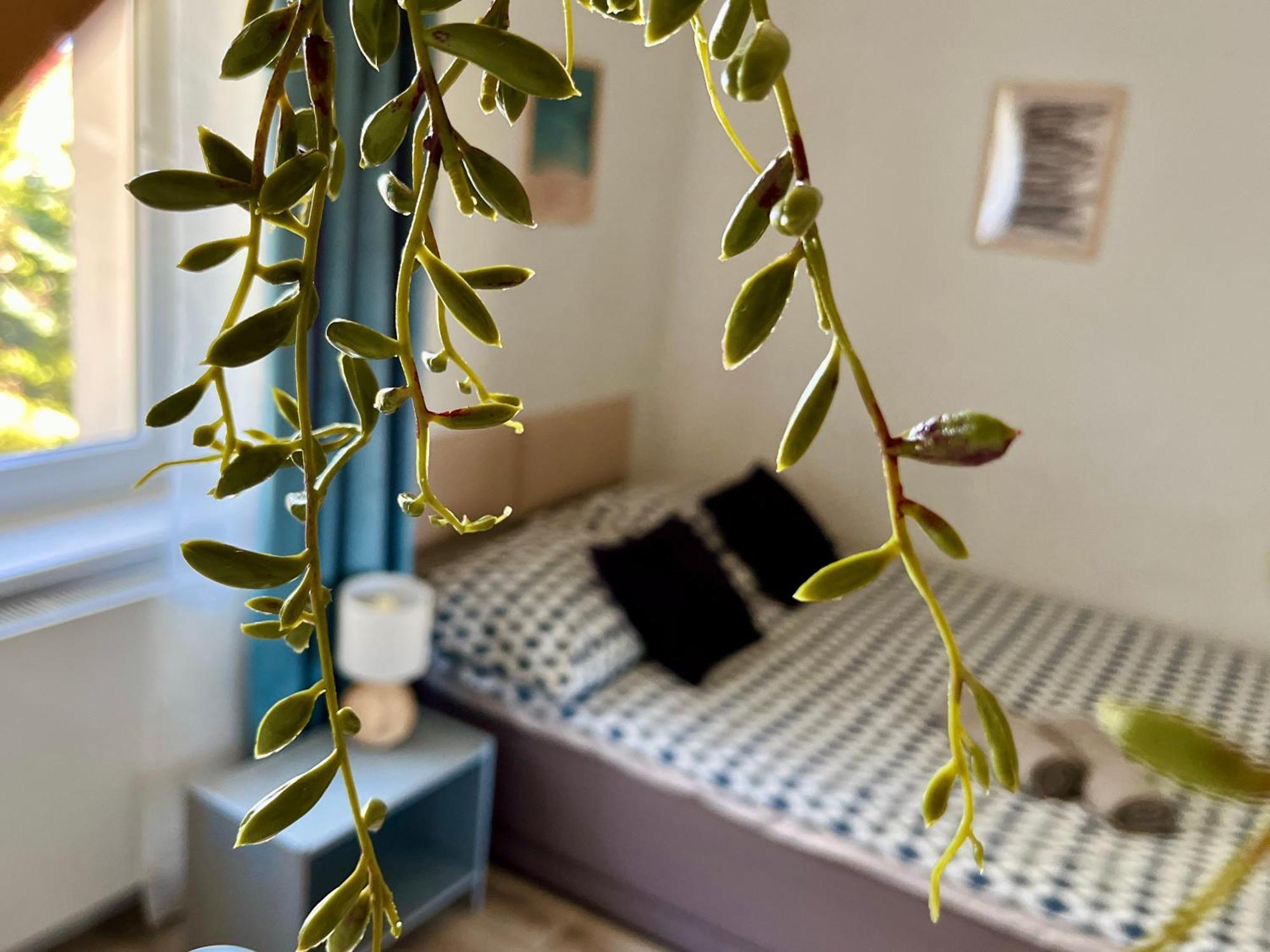 Homestay Chodowieckiego Goscinne